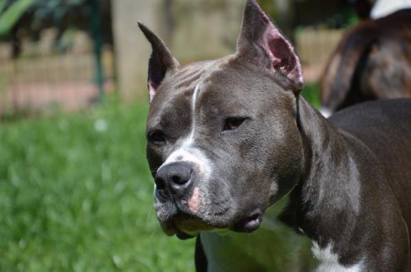 ALLEGRA Blue Fire Diamond | American Staffordshire Terrier 
