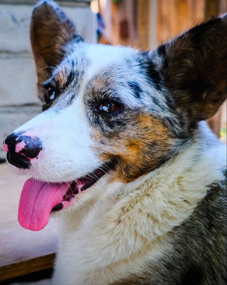 SEVASTOPOLSKIY VALS Non Stop | Cardigan Welsh Corgi 