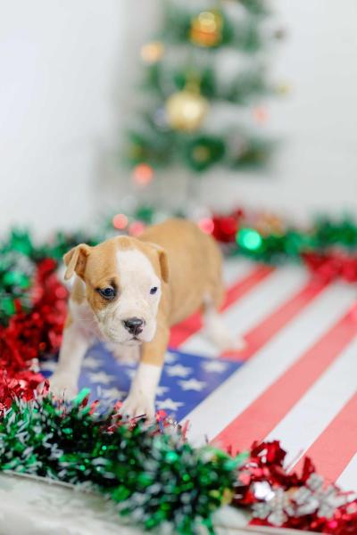 Raven des amstaffs du temple olive | American Staffordshire Terrier 
