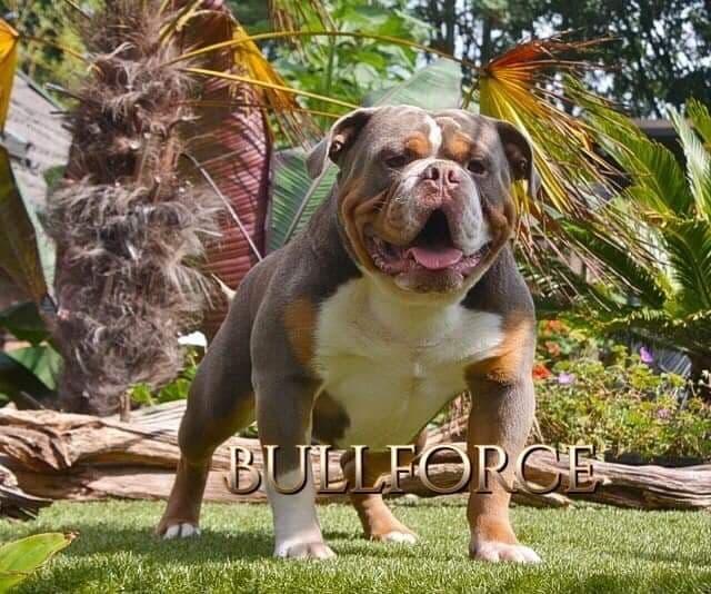 BULLFORCE MONSTER HDA | Olde English Bulldogge 