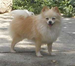 Fredi Fantasy K.S.D. | German Spitz 