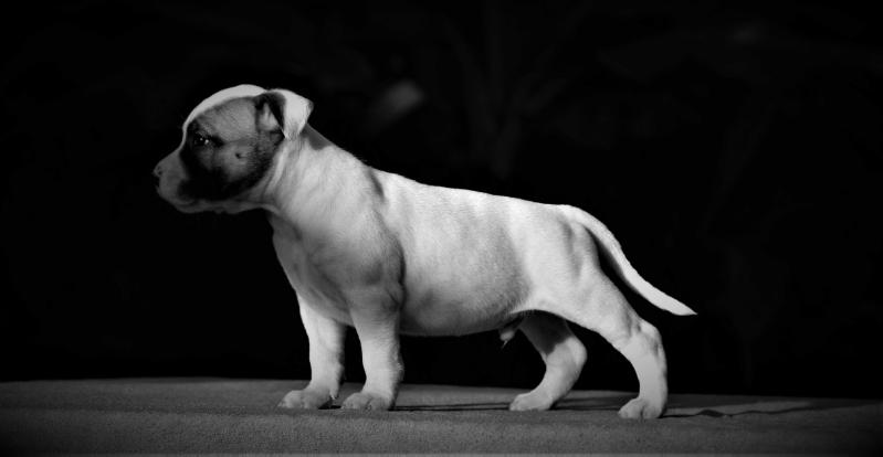 POKER FACE de la start edition | American Staffordshire Terrier 