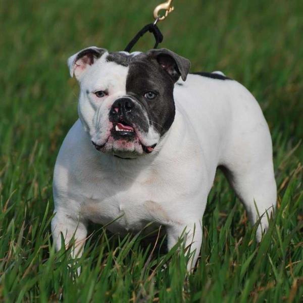 Utzon's Mongo | Olde English Bulldogge 