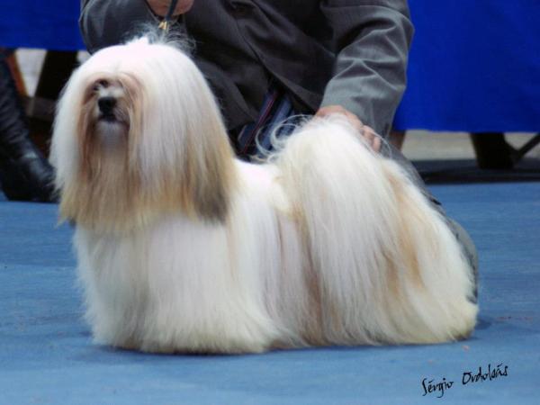 Raeder's Safiy Bob Sinclair | Lhasa Apso 