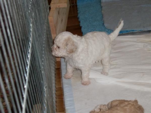 Luna Bella Mia | Lagotto Romagnolo 