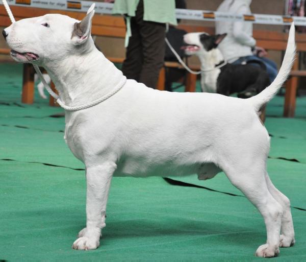 Moonflower hopkins | Bull Terrier 