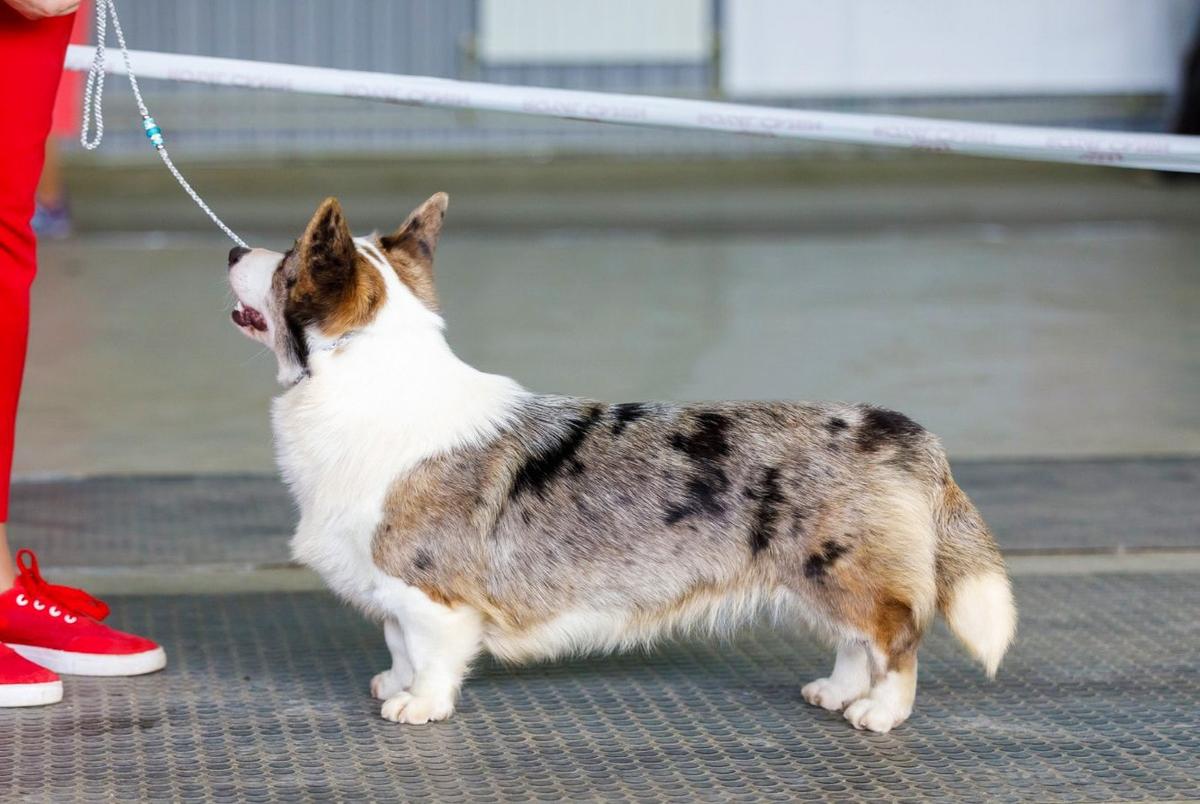 Solar Satellite Jaklin | Cardigan Welsh Corgi 