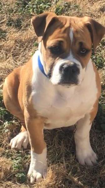 Kilchii Red Boy 0f Ideal Kennel's | Olde English Bulldogge 