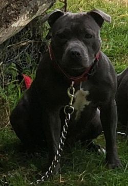 Etruriablue Black Widow | Staffordshire Bull Terrier 