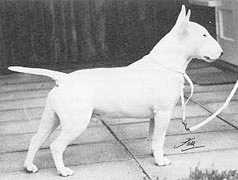 Souperlative Sunny of Ormandy | Bull Terrier 