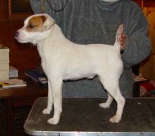 Foxwarren Murphy Himself | Jack Russell Terrier 