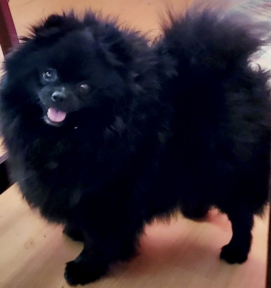 Melodyland Little Ophan Annie | Pomeranian 