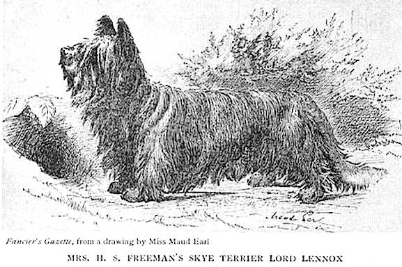 Lord Lennox (Mrs. H.S. Freeman's) | Skye Terrier 