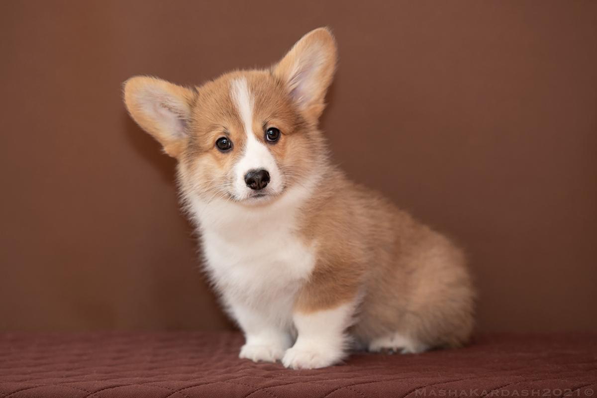 Corona Florea Narcissus (n/b) | Pembroke Welsh Corgi 