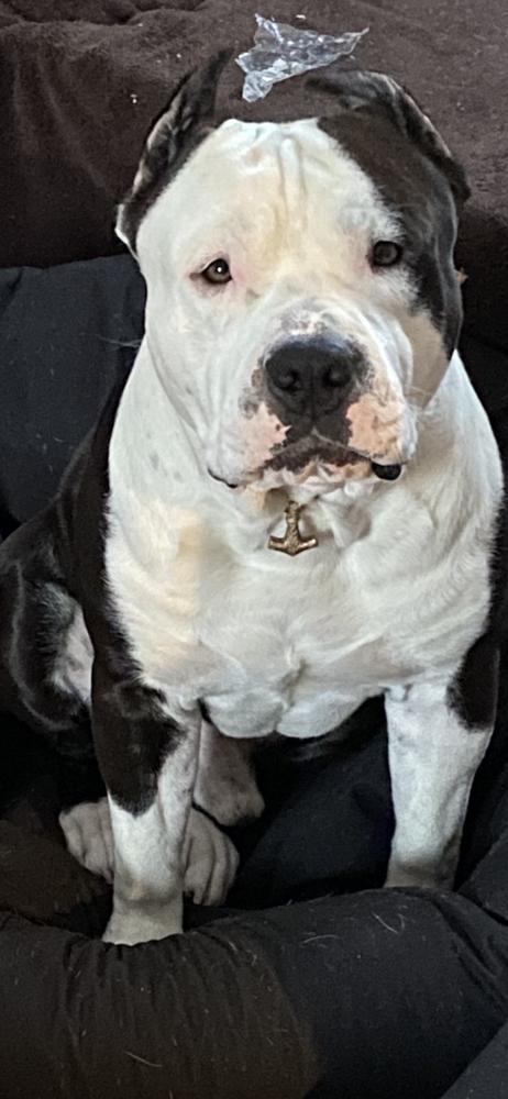 Vinston Gift of Fate | American Staffordshire Terrier 
