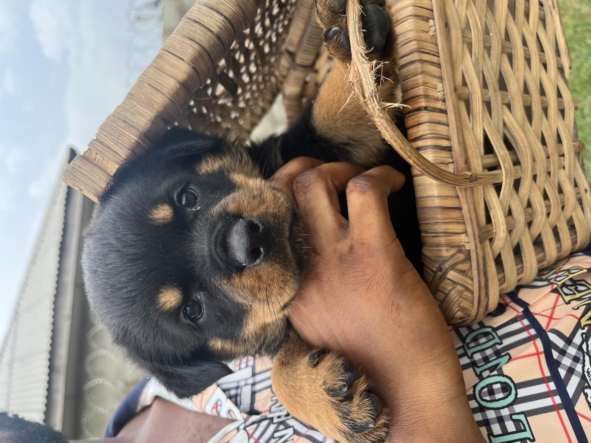 AXIE D VH APF | Rottweiler 