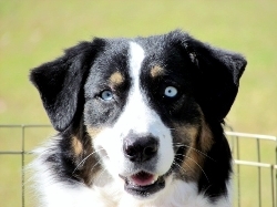 Brassy Acres Peace Creek Jewel | Australian Shepherd 