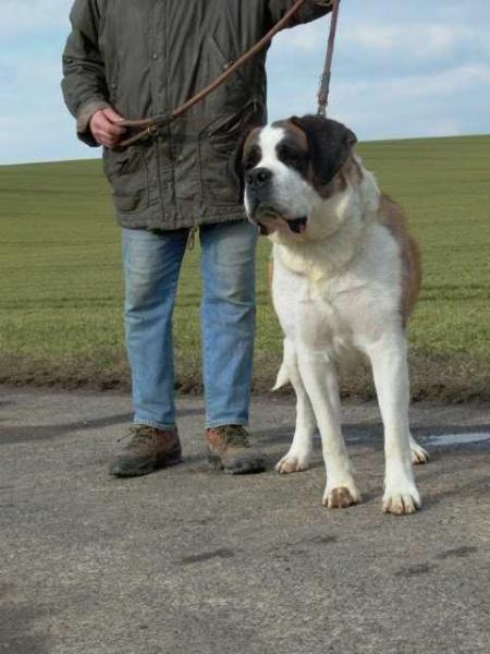 DELIAH DA SALACINA | Saint Bernard 