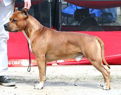 Asti Dog House Charming Chap | American Staffordshire Terrier 
