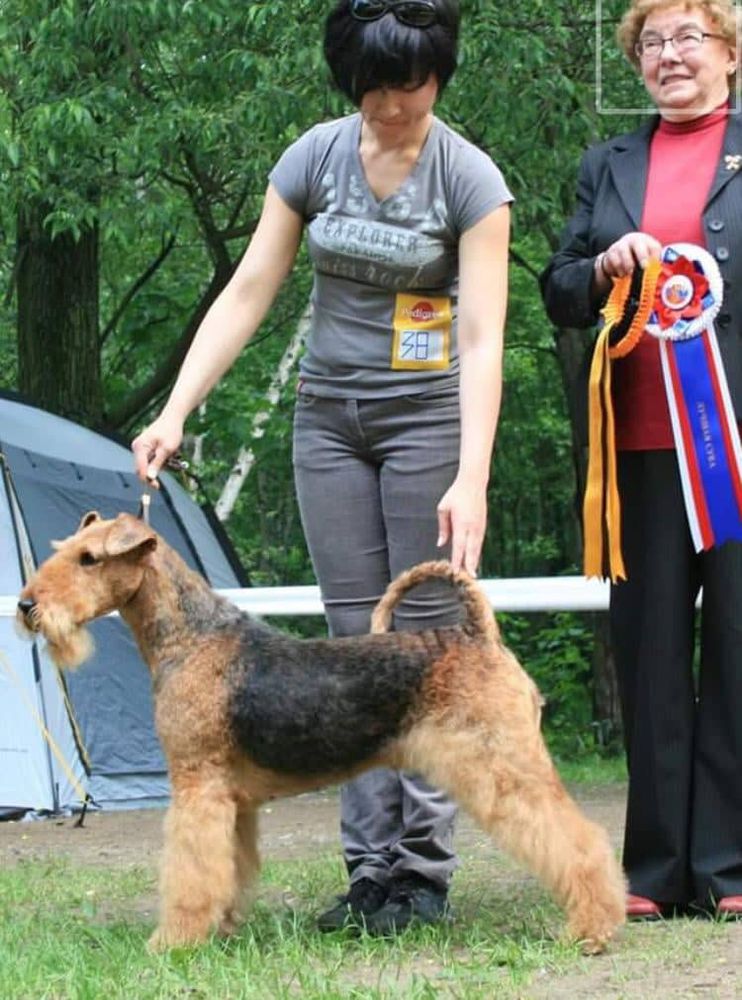 MODEN TAIP BEATRIX KIDO | Airedale Terrier 