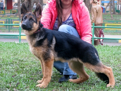 Acmila iz Zvezdnogo Grafstva | German Shepherd Dog 