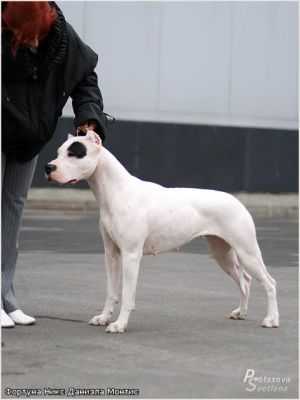 FORTUNA NIKS DANIELA MONTIS | Argentine Dogo 