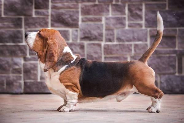 Switherland Regal Edition | Basset Hound 