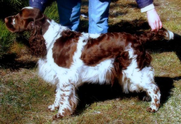 Lordsett Greta Garbo | English Springer Spaniel 