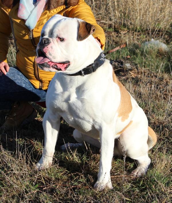 Bullyklan Cátaro | American Bulldog 