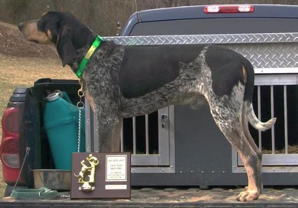 Ramblin Blue Hillbilly's Patch | Bluetick Coonhound 