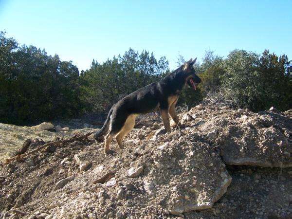 Emma von Saur | German Shepherd Dog 