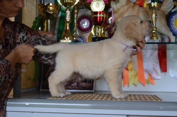 Hunter for Dream Vatson | Golden Retriever 
