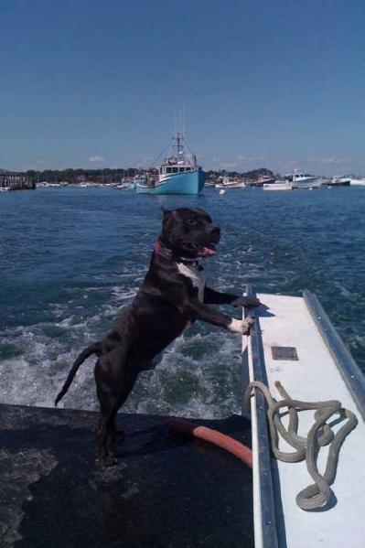 Royal Courts The perfect Storm | American Staffordshire Terrier 