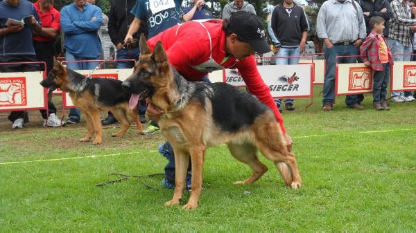 jeronimo   von jokama | German Shepherd Dog 