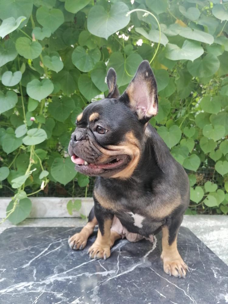 Firtina's Bella | French Bulldog 