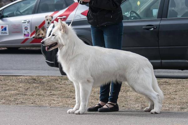 Baltic Beauty Know-How | White Swiss Shepherd Dog 