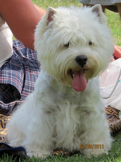 Al Pacco Carpacco | West Highland White Terrier 