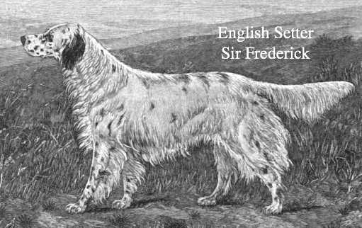 Sir Frederick (c.1891) | English Setter 