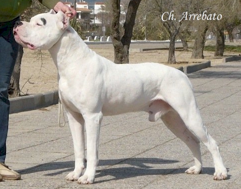 Arrebato del Che Viejo | Argentine Dogo 