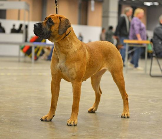 Den Siste Greves Deca Dela | Perro de Presa Canario 