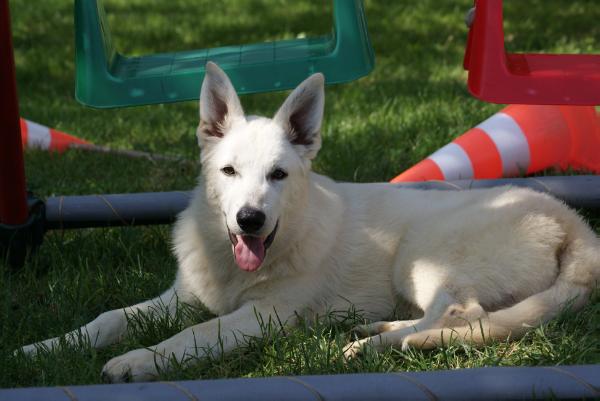 Woodrow von Olaf Weise | White Swiss Shepherd Dog 