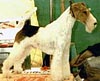 Valken Downtown Boy | Wire Fox Terrier 