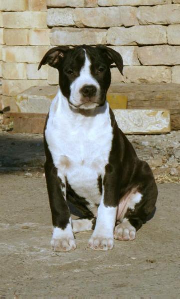 Kety Danterstar | American Staffordshire Terrier 