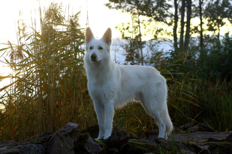 Suebull's Indian Spirit | White Swiss Shepherd Dog 