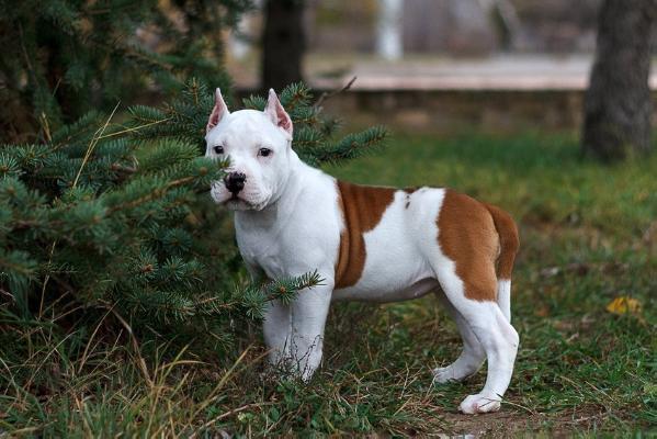 Donskaya Mechta Lolita | American Staffordshire Terrier 