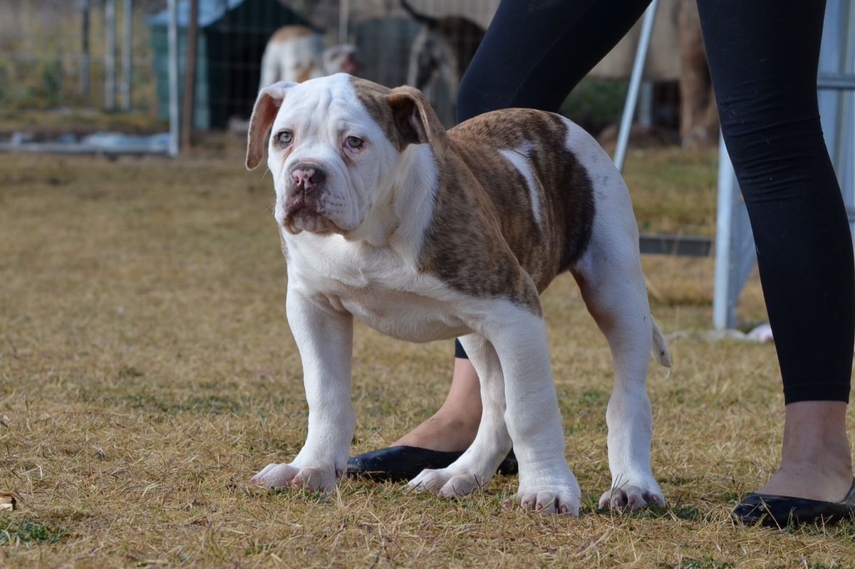 Titanium Rose Kennel TITAN | American Bulldog 