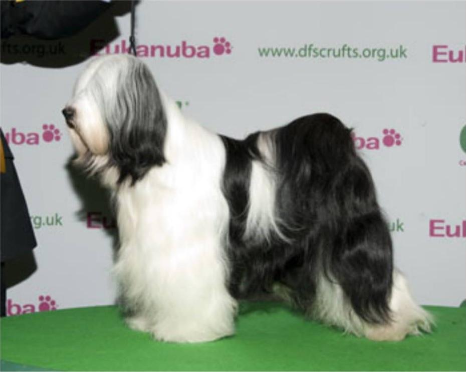 WATERLEY DRESSED TO IMPRESS | Tibetan Terrier 