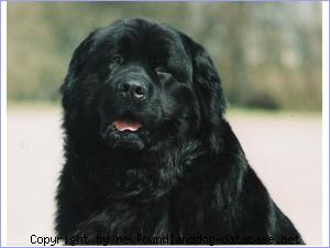 Black Animals Fleyd | Newfoundland 