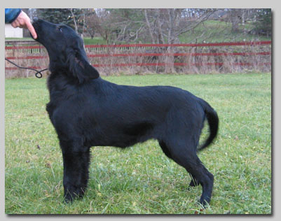 Tarpilens Burn One's Bridges | Flat-Coated Retriever 