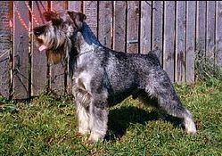 Gino von der Goliathhöhe | Standard Schnauzer 